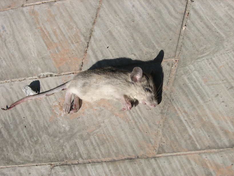 Ratto dei tetti (Rattus rattus)